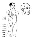 (12) 족궐음간경(足厥陰肝經(Liv))-14穴 이미지