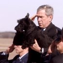 강아지 대통령 이미지