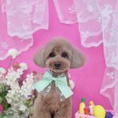 나에개, 반하냥 이미지