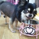 마라캡틴 이미지