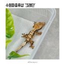 씨유수원미래사랑 | 퀄리티가 남다른 수원파충류샵 크레단