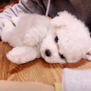 안녕댕댕이 이미지
