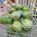 🍉수박퍼포데이 1🍉 이미지