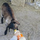 복희 농장 이미지