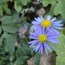 국립산림치유원 이미지