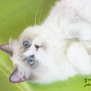 블루랙돌 이미지