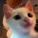 동물병원 움 이미지