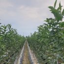 성보농원 이미지