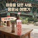 양평 용문사 가볼 만한 곳, 당일치기 코스부터 주차 꿀팁까지(천년 은행나무 후기)