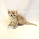 요미캣 고양이분양 일산점 이미지