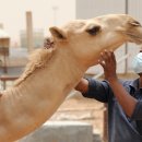 교포농장 이미지