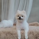 메씨엘리 이미지