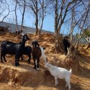 태성농장3 이미지