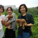 예진가족농장 이미지