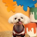 민 동물병원(동물미용) 이미지