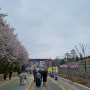 남한강 | 2026 여주 흥천 남한강 벚꽃축제 후기 벚꽃 흩날리던 여주벚꽃명소 정보