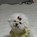 미미펫푸드 이미지