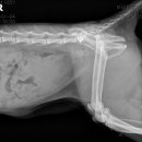 보담동물의료센터 이미지