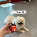 효견 | [강아지심장영양제 추천] 다이소 헬로마이펫 멍뭉케어 솔직후기
