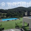비비&숑숑반려견펜션