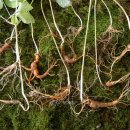 고려산삼 이미지