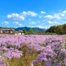 들꽃 - 광진구 면목로 99 | 들꽃