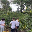 대부초등학교 이미지