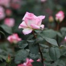 오늘의탄생화-(6월1일) 🌸 연분홍 장미(Maiden Blush Rose) 이미지