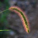 강아지풀 이미지