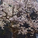 이마트24 다산생태공원점 | 경기도 남양주 봄나들이 가볼만한곳 다산생태공원 벚꽃 매화꽃 목련꽃