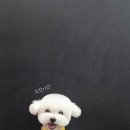 소망애견미용실 이미지