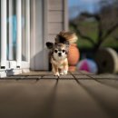 토평동물병원 이미지