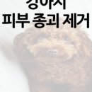 동물병원예지 이미지