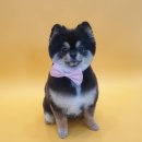 이든반려견 문화센터 이미지