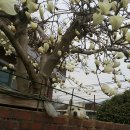 내가 누구개? 이미지