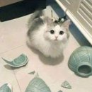 펫토피아 이미지