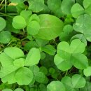 네잎클로버 이미지