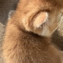 깔롱펫 | [분양완료] ny12 블랙골드 브숏 여아, 깔롱🧡