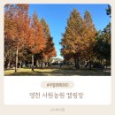 무 | 영천 서원농원 캠핑장 후기 | 무뽑기 체험까지 되는 가족 힐링캠핑 명소