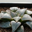 다이아나 이미지