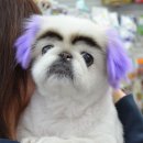 안양펫애견용품할인마트