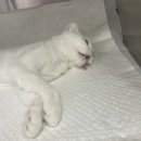 해피올동물병원 이미지