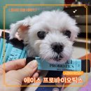 에이스 | [강아지 유산균 추천] 노견도 좋아하는 장건강 비결_에이스프로바이오틱스 후기