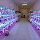 뽑기의민족 이미지