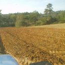 우리밀밭 이미지