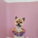 이쁘개 애견샵 이미지