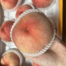 대제 | 치악산복숭아 대제도 후기