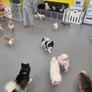 멍쉬멜로 이미지