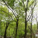 국립운문산자연휴양림야영장 이미지