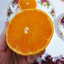 대지농장 | 고당도 천혜향 제주왓귤농장 직송 신선도 한도초과